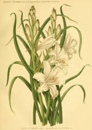 Diagnosing the cause of yellow leaves on your peace lily takes a little knowledge, but the remedies are usually simple. Social Undertones In William Robinson S Crusade Against Architects Gardens A Costly Ugliness To Our Beautiful Home Landscapes Robinson 1892 Xiii