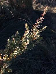 Image result for Suaeda sp. B