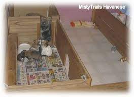 Check spelling or type a new query. Whelping And Raising Puppies Puppies 5 Weeks Old