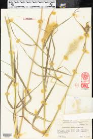 Image result for Brachychloa