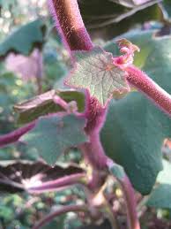 Image result for Senecio ruwenzoriensis