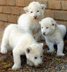There are 2946 exotic pets for sale on etsy, and they cost sgd 33.07 on average. Buy White Lion Cubs Online Exotic Pets For Sale Parrots For Sale Exotic Cats For Sale Bengal Kittens For Sale