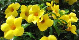 Entre y conozca nuestras increíbles ofertas y promociones. Allamanda Cathartica Revista De Flores Plantas Jardineria Paisajismo Y Medio Ambiente