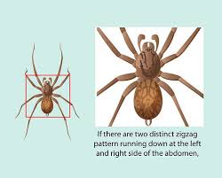 Unless it like gets bigger, then go to a doctor. How To Identify A Hobo Spider Hobo Spider Spider Spider Bites