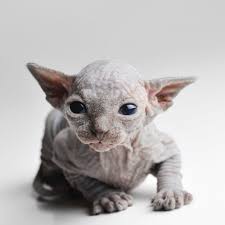 You Re Wrong If You Think Sphynx Cats Are Creepy