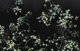 50 nct aesthetic hd wallpapers desktop background android. Aesthetic Dark Floral Desktop Wallpaper Allwallpaper