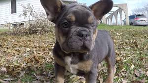 Quality french bulldog puppies with full akc registration available. Blue And Tan Frenchie Youtube
