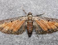 Image result for Eupithecia icterata