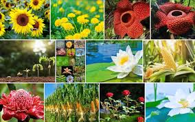 We did not find results for: Cara Tumbuhan Melindungi Diri Pengertian Klasifikasinya