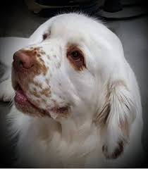 Image result for clumber španěl lov