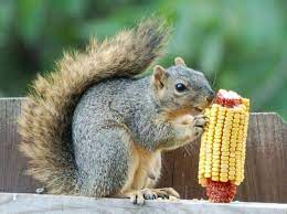 What Do Squirrels Like To Eat Vegetable What Do Squirrels Eat Squirrel Get Rid Of Squirrels