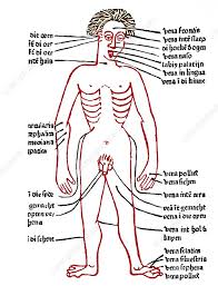 Bloodletting sites, 15th century diagram - Stock Image - N800/0143 -  Science Photo Library