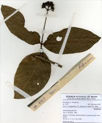 Image result for Ixora brachypoda