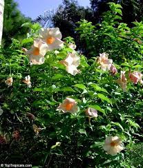 Pin On Gardening