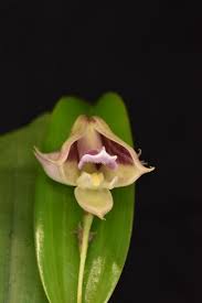 Image result for Polystachya galeata