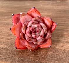 It is adapted from a novel by ban ming ban mei. Somehow This Little Guy Made It Through The Polar Vortex Unscathed Echeveria Agavoides Bloody Romeo Succulents