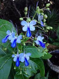 Blue Glorybower Or Blue Butterfly Bush Clerodendrum Ungandense Your Lovely Plant With The Blue And White Petal Rainbow Garden Rare Flowers Beautiful Flowers