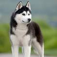 PuppyFind | Alaskan Husky Puppies for Sale