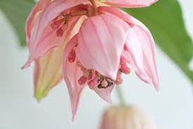 Check spelling or type a new query. Houseplants Of The Month May Tropical Beauties