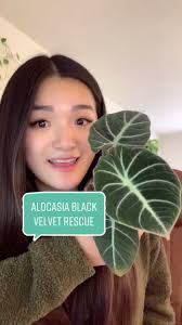 How to Restart Alocasia That Lost All Roots
