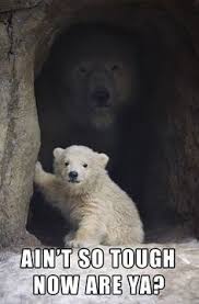 15 Polar Bear Memes That Are Too Funny To Miss Funny Animal Memes Polar Bear Funny Animals