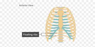 The segmentation of the thorax is produced by both. Rib Cage Human Skeleton Human Body Anatomy Unlabeled Rib Cage Diagram Hd Png Download 770x406 Png Dlf Pt