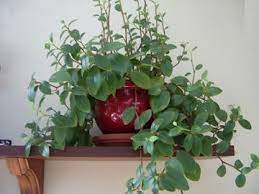 Il possède l'autre intérêt d'être persistant. Identification D Une Plante Retombantes A Feuilles Vertes Et Tige Rose Plantes Retombantes Plante Feuilles Vertes