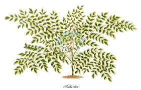 Image result for Araliaceae