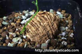 Image result for Trochomeria polymorpha