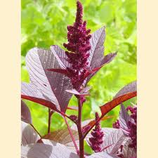 Pin On Growing Homesteading