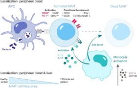 Classification of viruses viral genome diversity links to virus ultrastructure and viruses in cell * = only viroids, some satellite rnas and satellite viruses like hepatitis. Chronic Hepatitis Delta Virus Infection Leads To Functional Impairment And Severe Loss Of Mait Cells Journal Of Hepatology