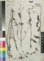 Image result for Aeollanthus pubescens