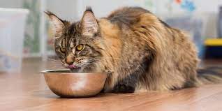 Makanan kucing ini bisa dikatakan yang paling populer dari deretan makanan kucing yang bagus diatas. Punya Fisik Bongsor Yakin Porsi Makan Kucing Maine Coon Sudah Tepat Merdeka Com