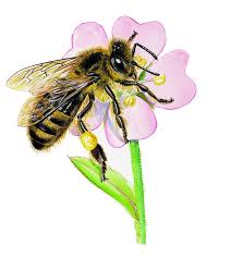 Avec leur trompe, elles aspirent le nectar avalé par les abeilles devient du miel. Les Abeilles Il Etait Une Histoire Ieuh