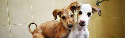 Seattle animal shelter is committed to saving the lives of animals through adoption, foster care, spay and neuter programs, law enforcement and community outreach. Register Lost And Found Abu Dhabi Animal Shelter