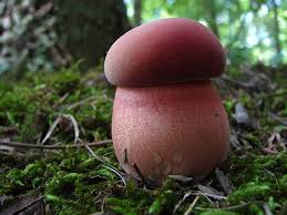 Image result for Boletus projectelloides