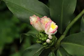 Image result for Costus afer
