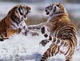 Resultado de imagen para competencia entre animales