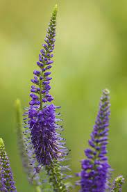 Veronica Veronica Wild Flowers Flickr