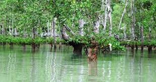 Kedua adalah jenis hutan bakau buatan dimana hutan ini adalah hasil pemberdayaan yang kita lakukan dalam menanam tanaman bakau. Hutan Bakau Yang Kedua Terbesar Di Dunia