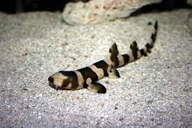 Cat Shark Black Banded Chiloscyllium Punctatum Minimum Tank Size 360 Gallons Care Level Expert Only Temperament Aggressive Re Cat Shark Small Shark Shark