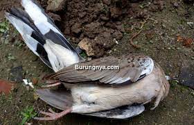 7 Arti Burung Mati Di Depan Rumah Pertanda Apa Burungnya Com