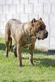 Although their exact origin is unknown, many theorize that the dogs may have been brought to the canary islands by spanish conquistadors, may have existed there already, or their origin may have been a mixture of both. Breed Info Happy Tails Veterinary Clinic