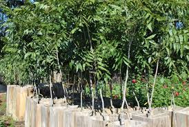 Listen for more information on adding fruit trees to your landscape. Clyde Holloway S Nursery Forest Hill Louisiana Fruit Trees