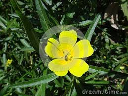Pin On Ludwigia Primula