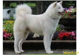 Beyaz Akita Inu Yavrulari 236974 Bikopek Com
