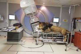 Applied before the main treatment, typically preoperatively. Chaos The 260kg Lion Gets First Radiotherapy Session To Battle His Skin Cancer World News Mirror Online