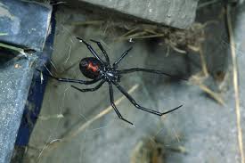 If you decide to kill a black widow spider, be careful, since they are particularly poisonous. Black Widows Are Rarely Seen But They Are Plentiful