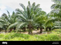 Image result for Elaeis guineensis