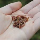 Children's Garden Program : Earthworms